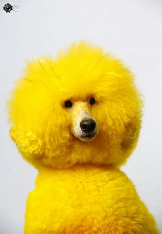 Solar Floof mascot - a fluffy yellow poodle